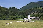 Cows in field and village church of St. Andrew in the foothills of Karavanke mountains, Zgornjesavska valley, Julian Alps, Podkoren, Dolina, Slovenia, Europe