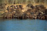 A herd of Cape buffalo (Syncerus caffer) drinking at a water hole, Kruger National Park, South Africa, Africa