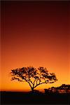 Single tree silhouetted against a red sunset sky in the evening, Kruger National Park, South Africa, Africa