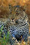 Portrait d'un léopard (Panthera pardus), Delta de l'Okavango, au Botswana