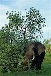 Éléphant d'Afrique, le Parc National Kruger, Afrique du Sud, Afrique