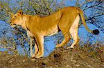 Lion, Kruger Park, South Africa