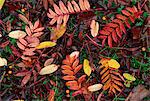 Vue aérienne des feuilles tombées rowan en couleurs de l'automne (automne), rouge et or