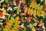 Vue aérienne des feuilles de l'automne (automne) sur le terrain