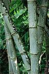 Nahaufnahme von Stengeln, Bamboo Forest, Dorf Bena, Insel Flores, Indonesien, Südostasien, Asien