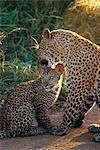 Léopard et cub, Singita Game Reserve, Sabi Sands, l'Afrique du Sud