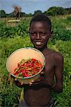 Boy holding bowl of chillies, The Gambia, West Africa, AFrica