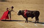Matador with red cape and wounded bull bleeding during a bullfight in Arles, Bouches du Rhone, Provence, France