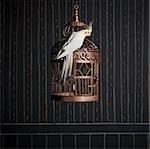 birdcage and a cockatiel