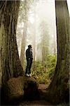 man standing in between two giant redwoods in the forest