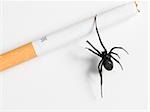 black widow spider crawling on a cigarette