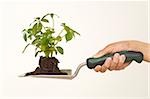 Person holding trowel with seedling