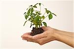 Person holding seedling