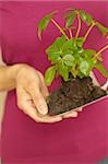 Woman holding trowel with seedling