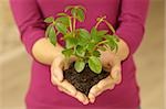 Woman holding seedling