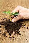 Hand with seedling, Germany