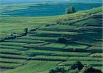 Terraced vineyards, Baden-Wuerttemberg, Germany