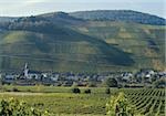 Vineyards, at the River Moselle, Rhineland-Palatinate, Germany