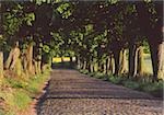 Tree-lined road near Lancken-Granitz, Ruegen, Mecklenburg-Western Pomerania, Germany