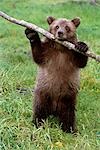 Grizzly cub knaws on stick at AK Wildlife Conservation Center in summer  Captive