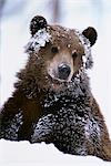 Ours grizzly debout avec le visage recouvert de neige dans le centre de Conservation de la faune de l'Alaska en Alaska au cours du printemps