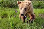 Young grizzly walking in meadow of wildflowers Southcentral Alaska Summer