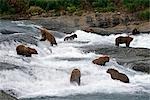 Group of Grizzlies Fishing in River McNeil River Sanctuary