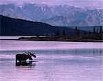 Bull Moose feeds Wonder Lake Denali Natl Park Interior Alaska Alaska Range