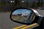 View of a moose crossing the road as seen through a vehicle's side view mirror in Denali National Park, Alaska during early Spring