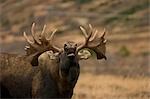 Bull moose bugling Chugach State Park on the Anchorage Hillside in Southcentral Alaska