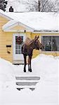 Large moose stands in front of house in an Anchorage neighborhood in Southcentral, Alaska