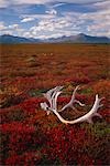 Crâne de caribou & bois pose sur la toundra arctique Kobuk Valley National Park en Alaska automne