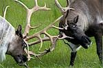 Barren Ground Caribou fighting during rut season at the Alaska Wildlife Conservation Center during Summer in Southcentral Alaska