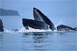 Humpback whales lunge feeding in the Inside Passage of Southeast Alaska during Summer on an overcast day.