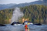 Man Sea Kayaking near swimming pod of Humpback whales Inside Passage Southeast Alaska Summer Composite