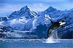 Orca Whale Breaching Glacier Bay Composite SE