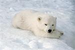 Female Polar Bear Cub At Alaska Zoo Anchorage SC AK/nCaptive