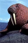 Close up of Adult Walrus on Haulout Round Is Alaska WE Summer State Game Sanctuary Bering Sea