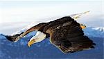 Bald Eagle en plongée en vol sur Homer Spit péninsule Kenai & montagnes Alaska hiver
