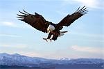 Bald Eagle with talons extended prepairing to land Homer Spit Kachemak Bay Kenai Peninsula Winter