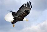 Bald Eagle with talons extended prepairing to land Homer Spit Kenai Peninsula Winter