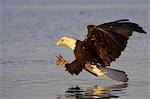 Bald Eagle on surface of water prepares to grab fish Kachemak Bay Homer Spit Kenai Peninsula Alaska