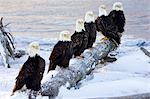 Six Bald Eagles perched in a row on snow covered log Homer Spit Kachemak Bay Kenai Peninsula Alaska