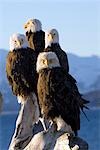 Several adult Bald Ealges perched on driftwood on the shores of Kachemak Bay on the Homer Spit, Alaska