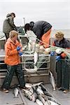 Commercial fisherman untangle sockeye salmon from a gillnet aboard a commercial fishing boat Bristol Bay Alaska