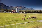 Horses & trainers in pasture w/old Colony barn & farm below Chugach Mountains Mat-Su Valley Alaska Summer