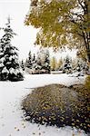 Autumn transitions to Winter in Anchorage neighborhood Southcentral Alaska