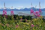 Blick auf Homer Spit und Kachemak Bay mit Schmalblättriges Weidenröschen im Vordergrund in der Nähe von Homer, Alaska im Sommer