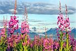 Blick auf Grewingk Gletscher mit Schmalblättriges Weidenröschen im Vordergrund in der Nähe von Homer, Alaska im Sommer