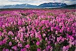 Field of wild Sweet Pea flowers with Knik Glacier &  Chugach Mountains in the background during Summer in Alaska